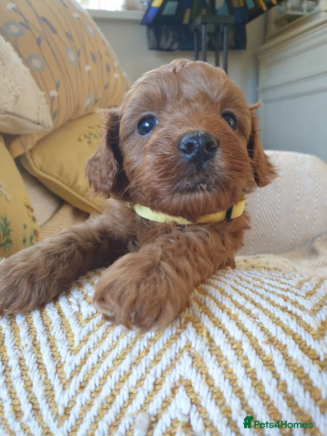 Maltipoo dogs for sale: F1bb Cotonoodle, health tested parents red apricot - Advert 15