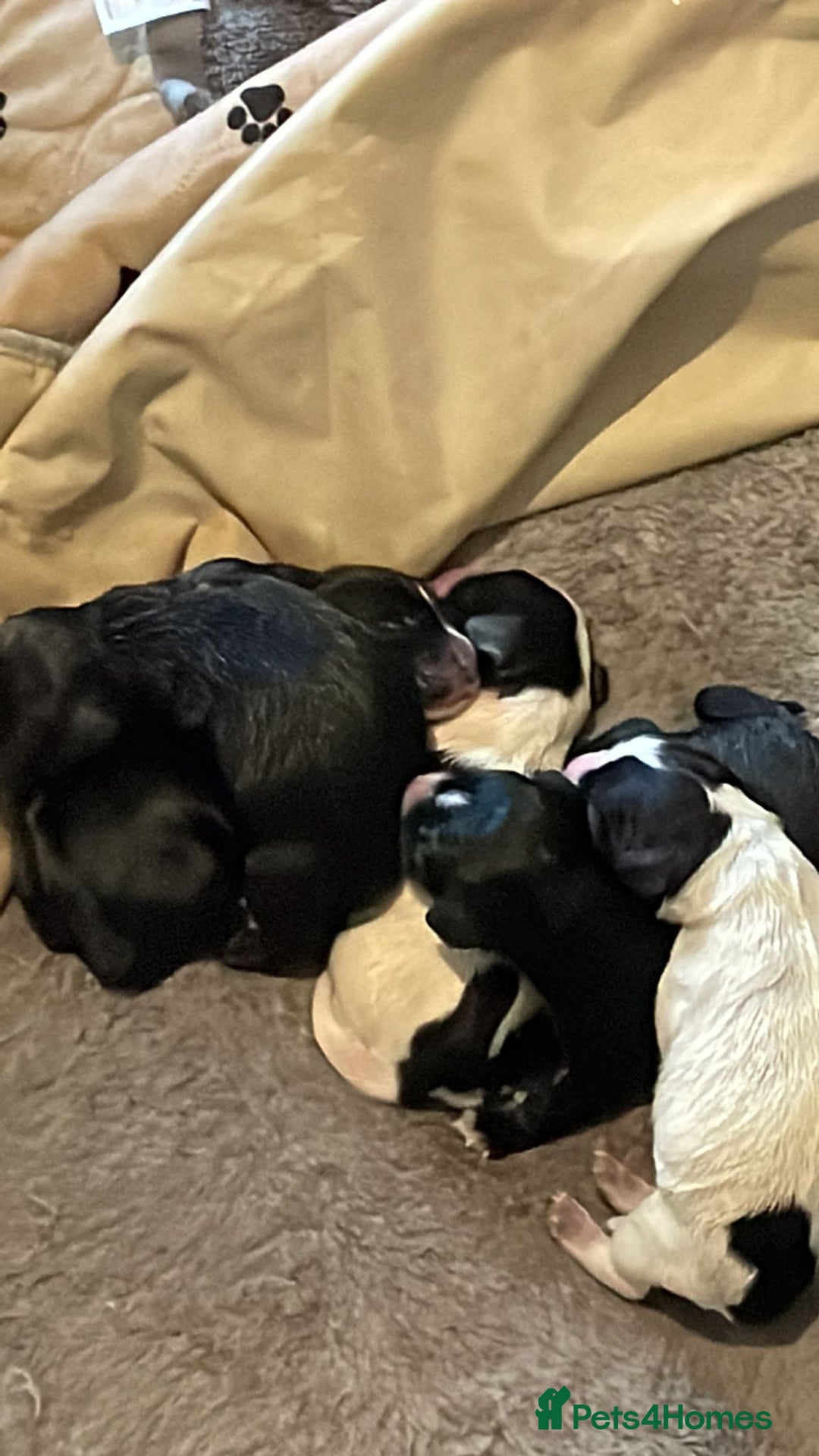 Cocker Spaniel dogs for sale: Cocker spaniel pups ready now!!  - Image 11