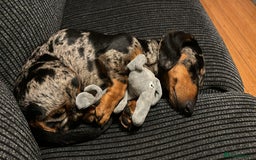 Dachshund dogs for sale: Female dog for sale  - Image 5
