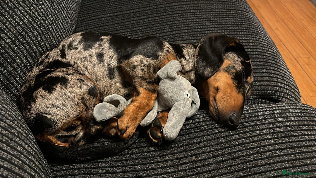 Dachshund dogs for sale: Female dog for sale  - Image 5