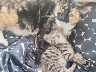 Mixed Breed cats kittens - Advert 1