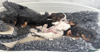Jack Russell dogs - Advert 12