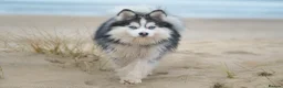 Pomsky dogs for stud: F3 Stud silver/white, 6.8kg, ready soon - Advert 1