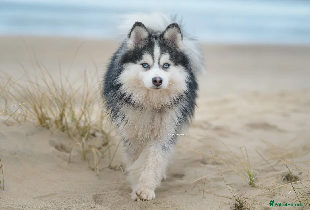 Pomsky dogs for stud: F3 Stud silver/white, 6.8kg, ready soon - Advert 1