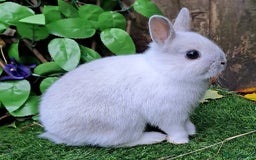 Netherland Dwarf rabbits for sale: PURE BRED NETHERLAND DWARFS - VACCINATED READY NOW - Advert 2