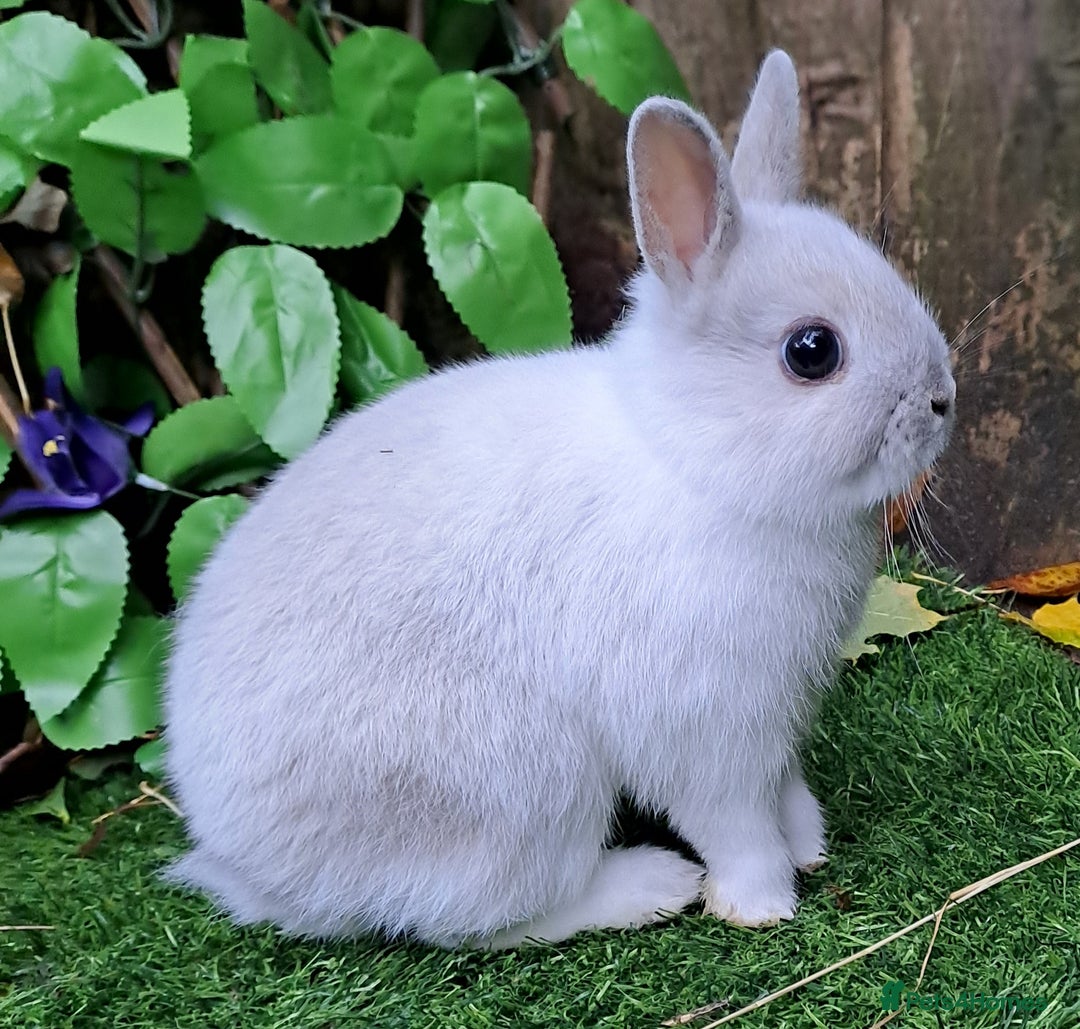 Netherland Dwarf rabbits for sale: PURE BRED NETHERLAND DWARFS - VACCINATED READY NOW - Advert 2