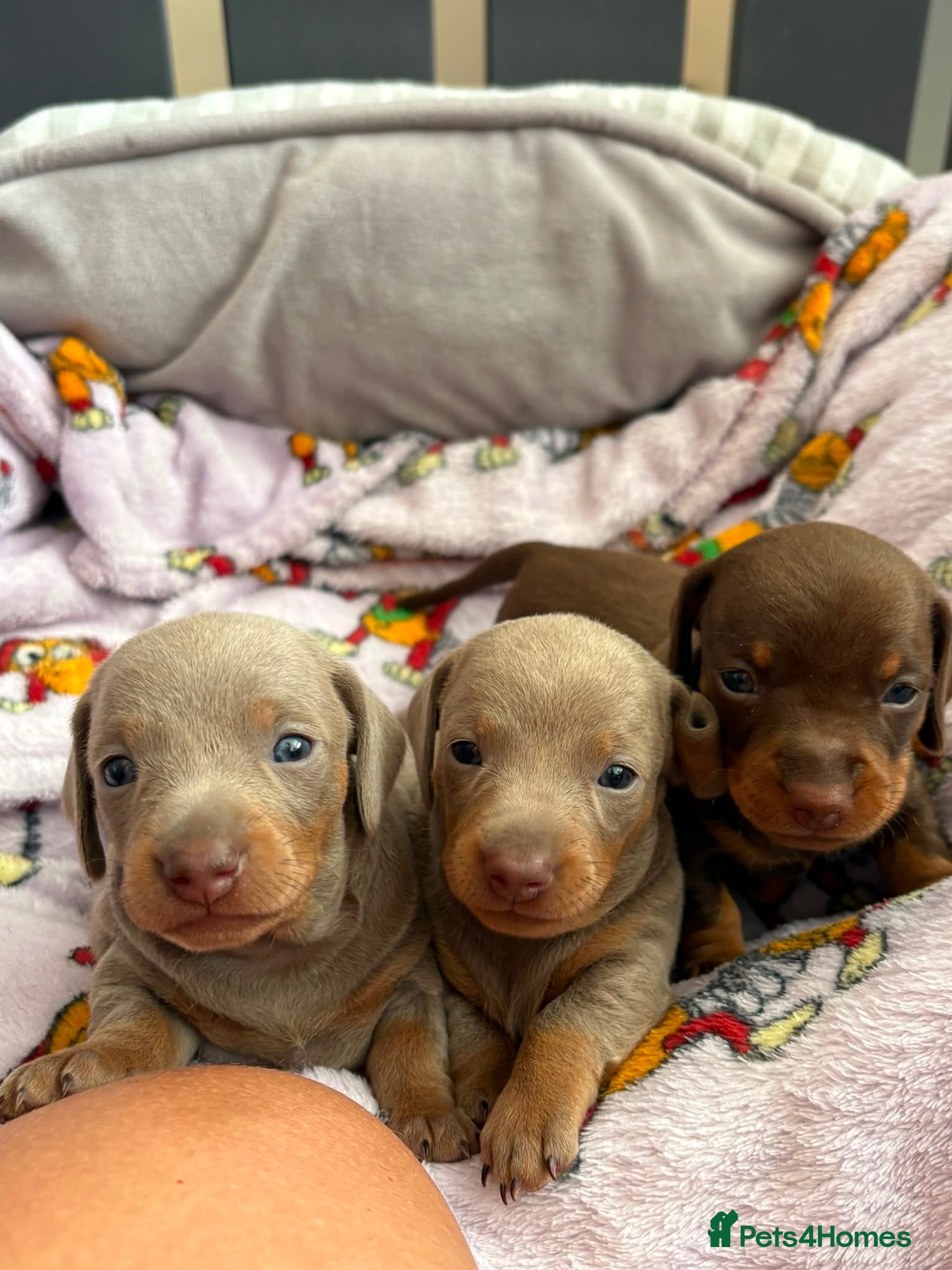 Miniature Dachshund dogs 🌟  Miniature Dachshund Pups!! KC & PRA clear🌟 - Advert 1