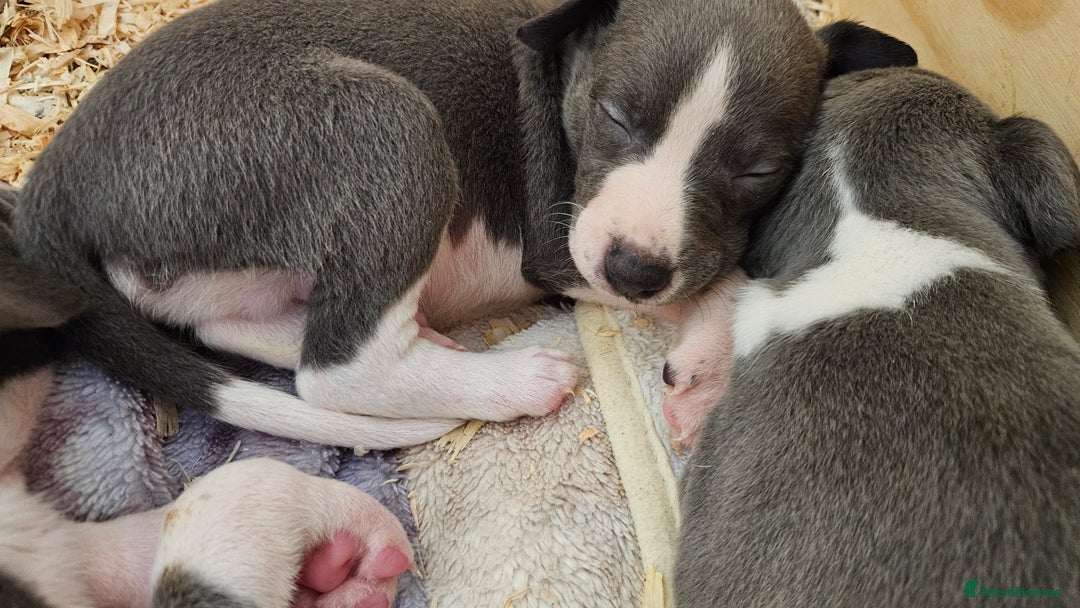 Whippet dogs for sale: KENNEL CLUB WHIPPETS  - Advert 13