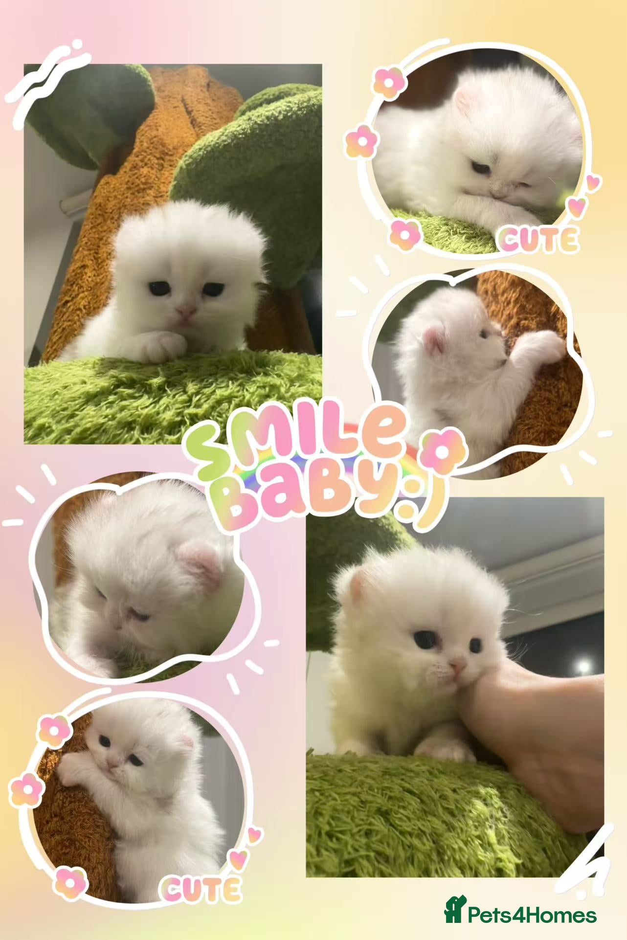 Munchkin cats Toooop level Super stunning & rare Minuet - Advert 1