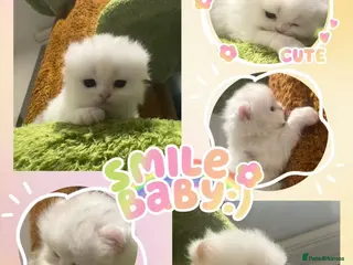Munchkin cats for sale: Show-Quality Minuet Kittens – Rare in the UK - Advert 2