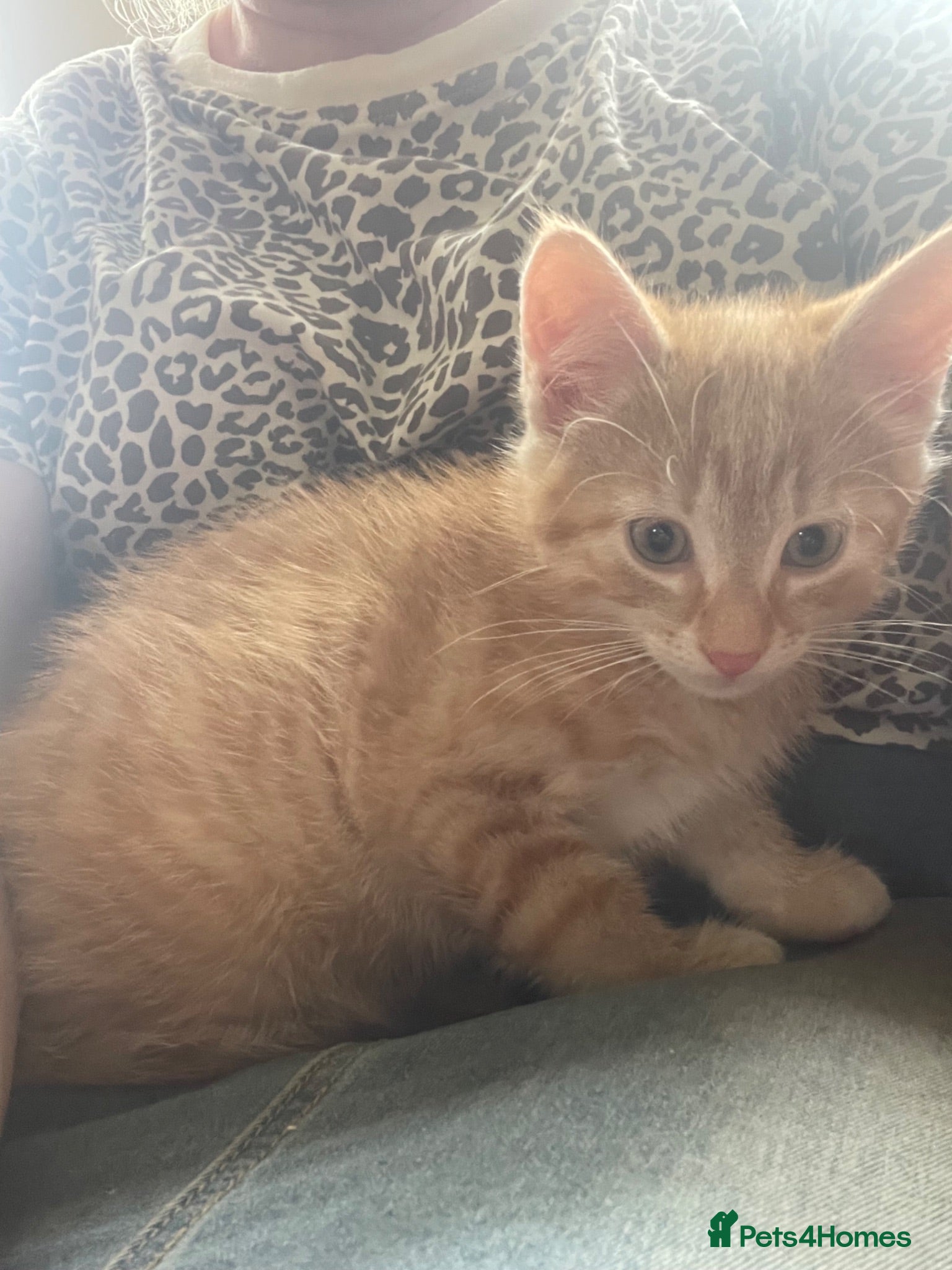 Mixed Breed cats Kittens for sale  - Advert 13