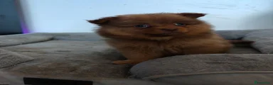 Pomeranian 2