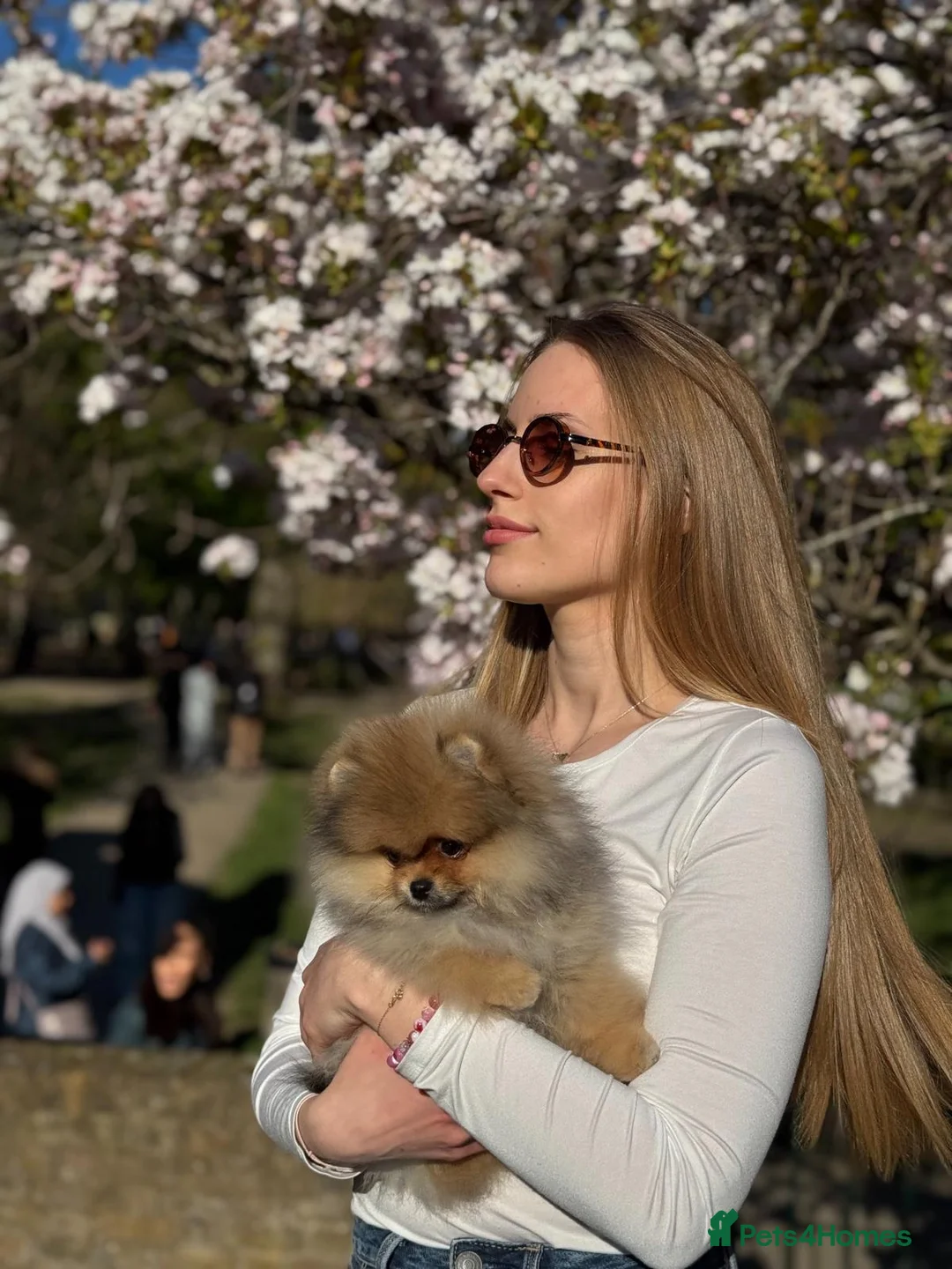 Pomeranian dogs for sale: ♥️ Adorable Pomeranian Puppies ♥️ - Advert 2