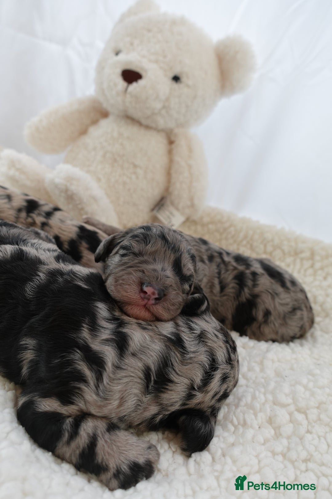 Sheepadoodle dogs for sale: Mini Sheepadoodle the wait is over!  - Image 18