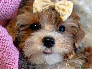 Yorkshire Terrier dogs Yorkshire terrier🐶 Pure breed📃 Luxury Colours 😍 - Advert 11