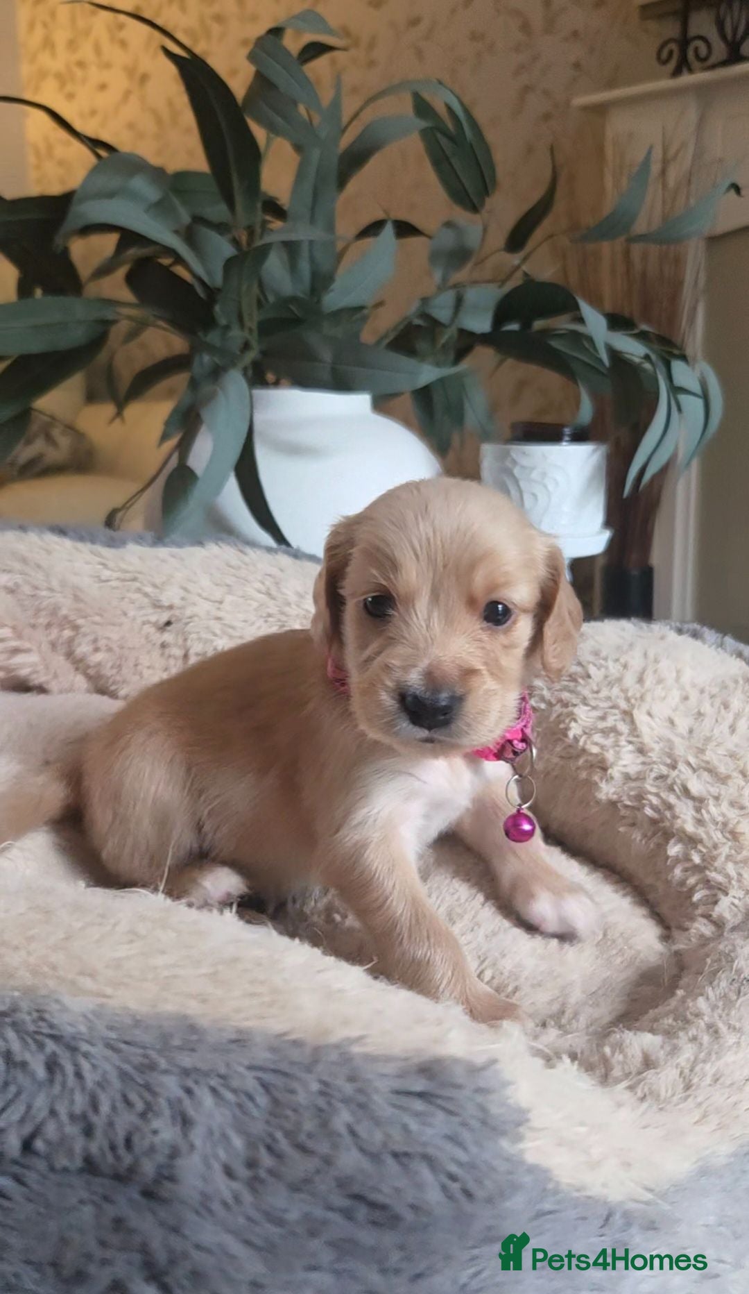 Mixed Breed dogs Golden Retriever X Cockapoo Puppies 🐾 - Advert 7