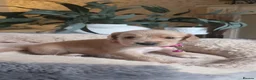 Mixed Breed dogs for sale: Golden Retriever X Cockapoo Puppies 🐾 - Advert 5