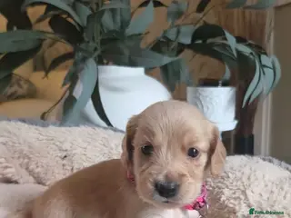 Mixed Breed dogs Golden Retriever X Cockapoo Puppies 🐾 - Advert 1
