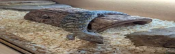 Skink reptiles for sale: Blue tongue skink baby - Advert 2