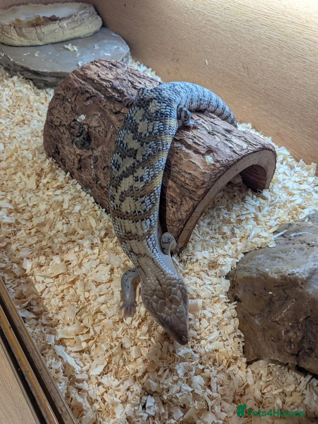 Skink reptiles for sale: Blue tongue skink baby - Advert 2