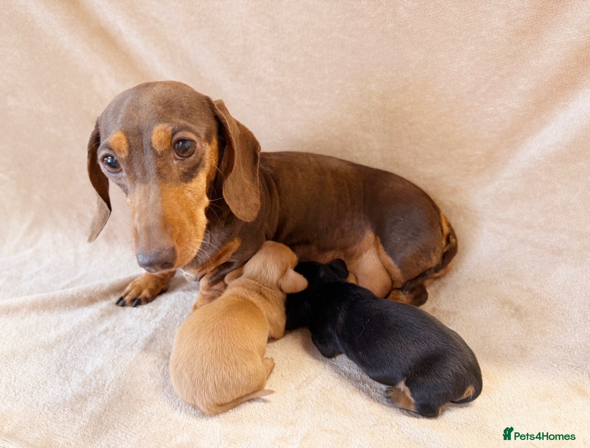 Miniature Dachshund dogs Kc registered Miniature Dachshund’s  - Advert 1