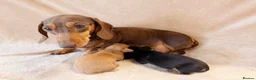 Miniature Dachshund dogs for sale: Kc registered Miniature Dachshund’s  - Advert 1
