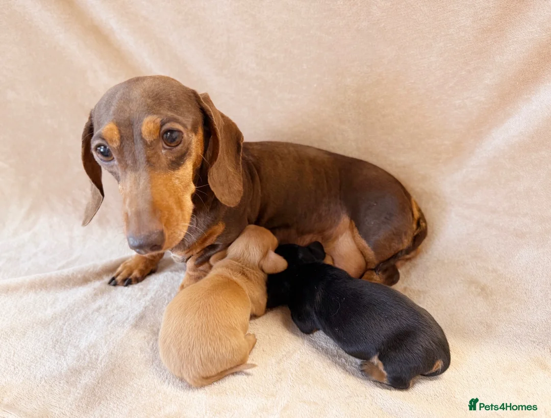 Miniature Dachshund dogs for sale: Kc registered Miniature Dachshund’s  - Advert 1
