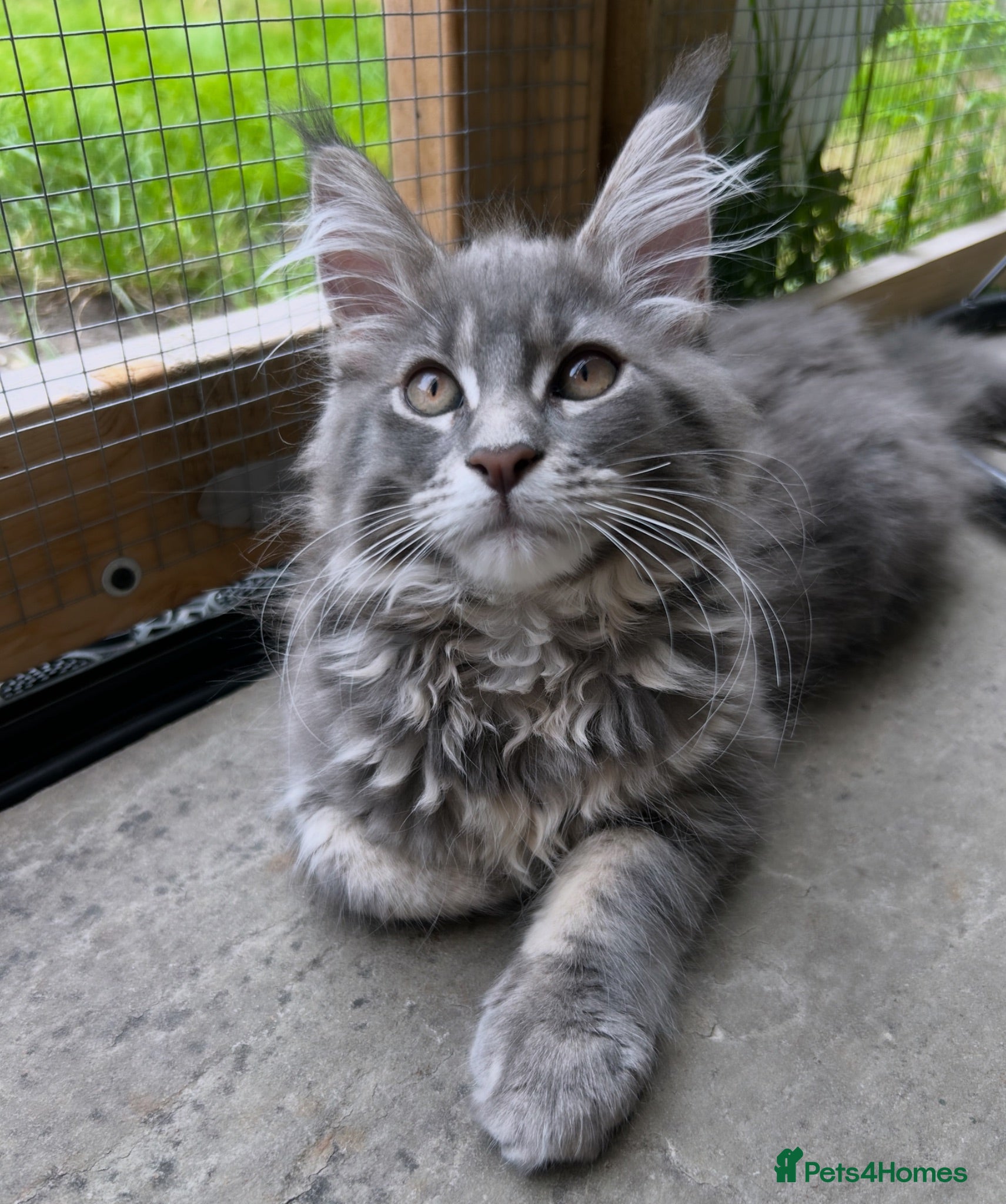 Maine Coon cats Massive Maine Coon Kittens TICA Registered - Advert 1