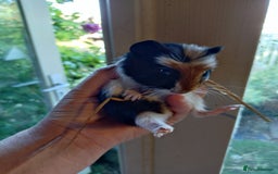 Guinea Pig rodents for sale: Baby males and females guinea pig  - Image 8