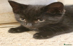 Mixed Breed cats for sale: 3 playful kittens  - Image 11