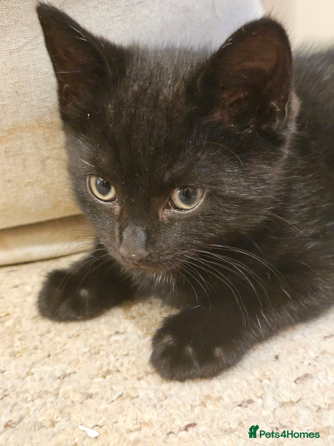 Mixed Breed cats for sale: 3 playful kittens  - Image 11