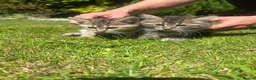 Mixed Breed cats for sale: Kittens  in Glenrothes - Advert 8