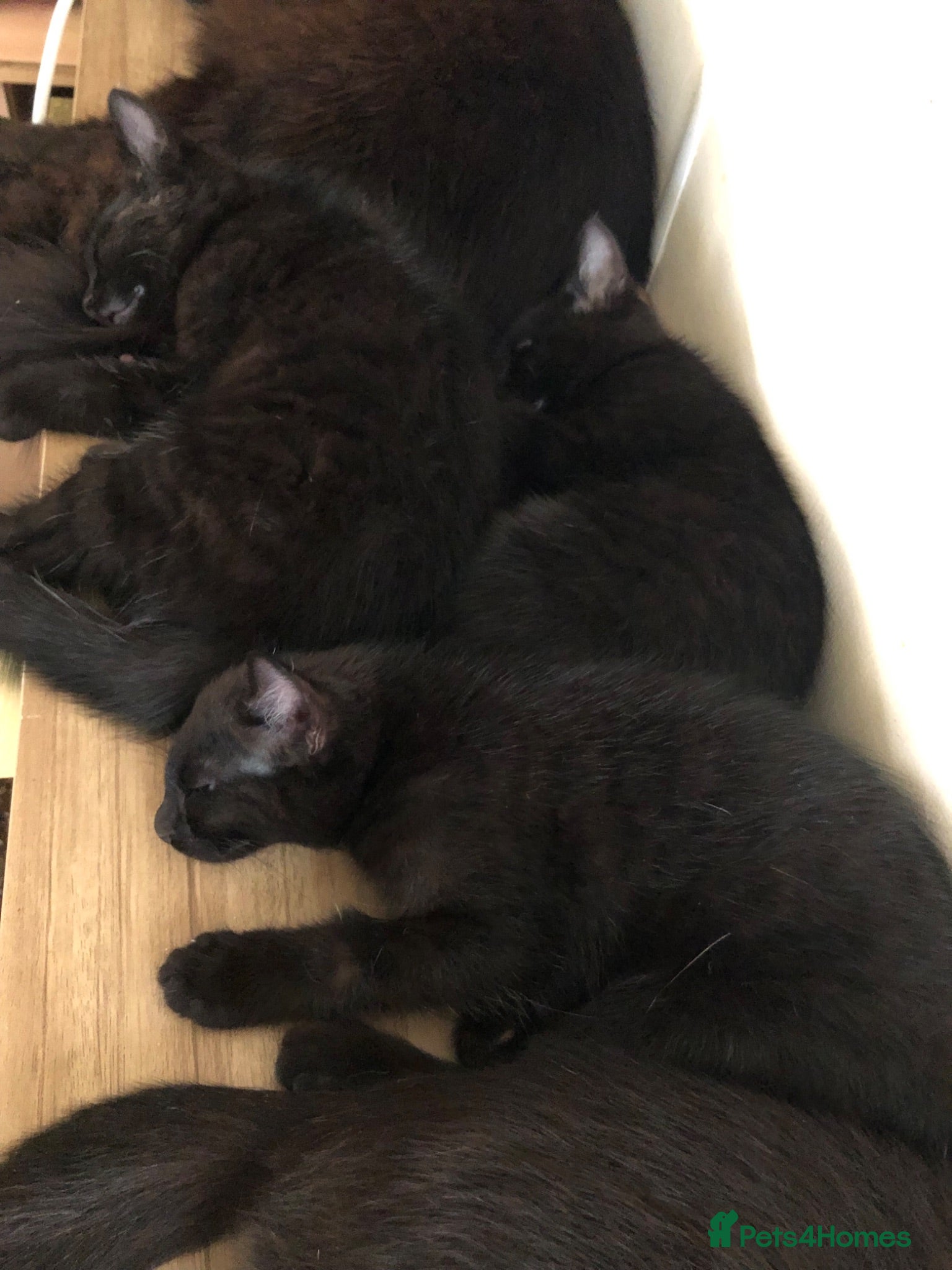 Mixed Breed cats 3 beautiful Maine Coon/Siamese mix kittens - Advert 4