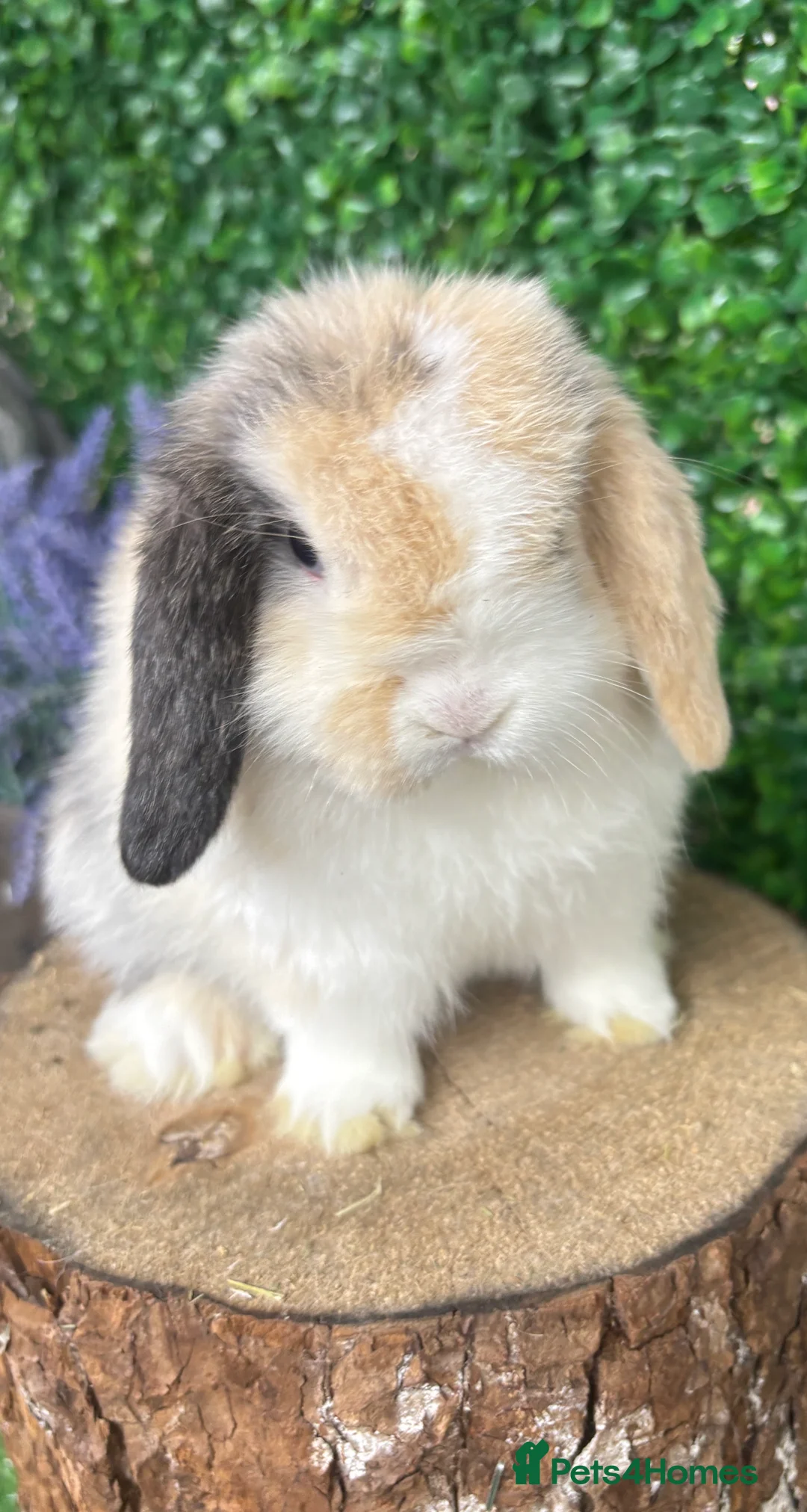 Mini Lop rabbits for sale: 🧡PEDIGREE MINILOPS🧡 - Advert 25