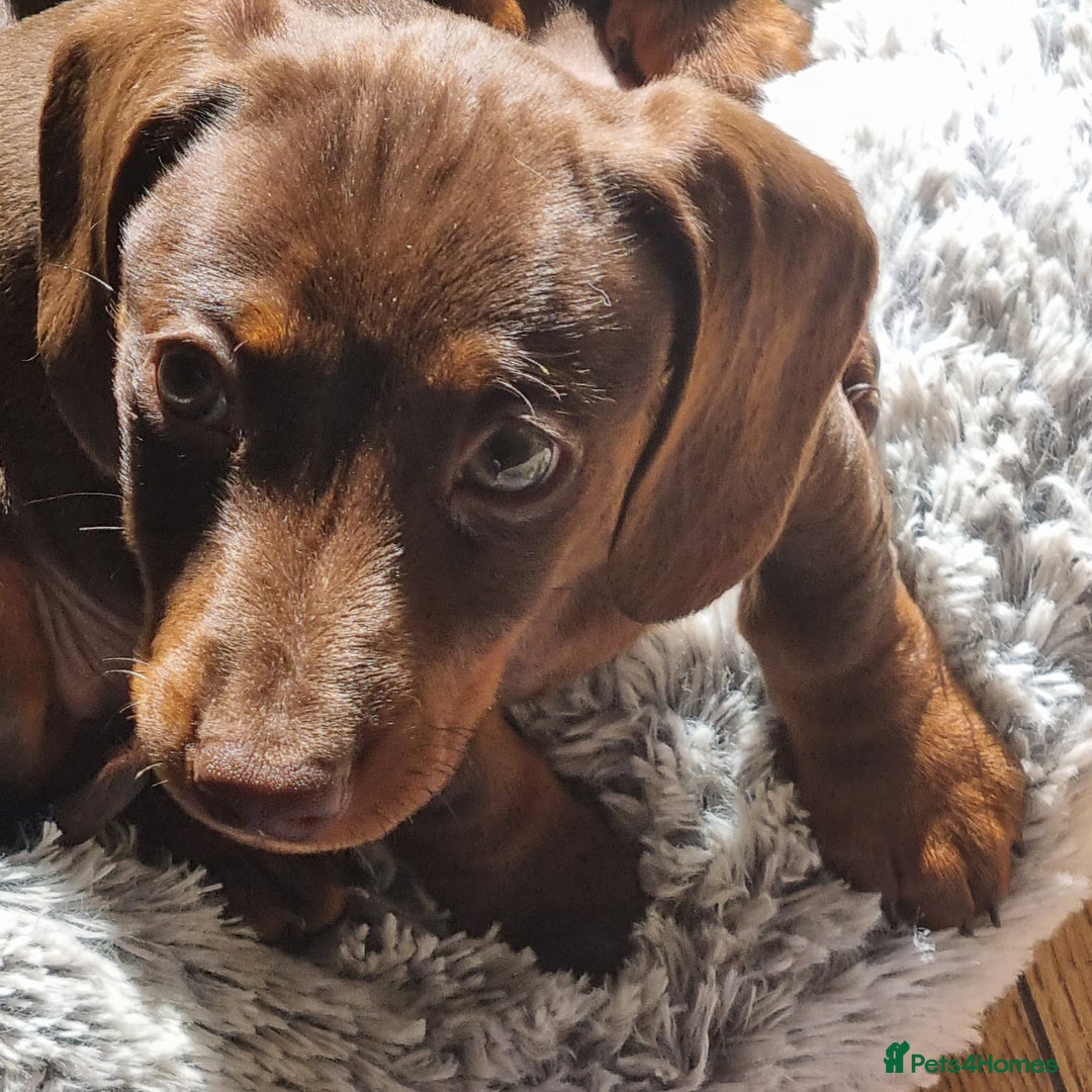 Miniature Dachshund dogs for sale: Mini Dachshund Puppies - Image 8