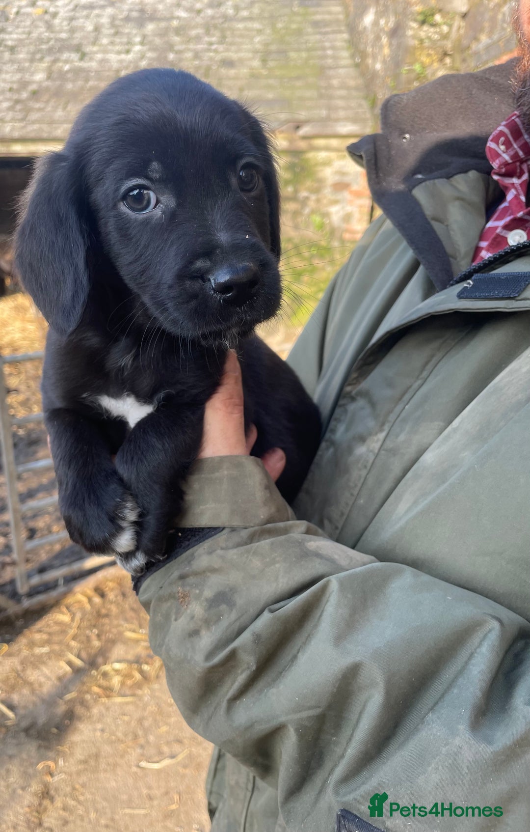 Mixed Breed dogs for sale: Sprollies  - Advert 8