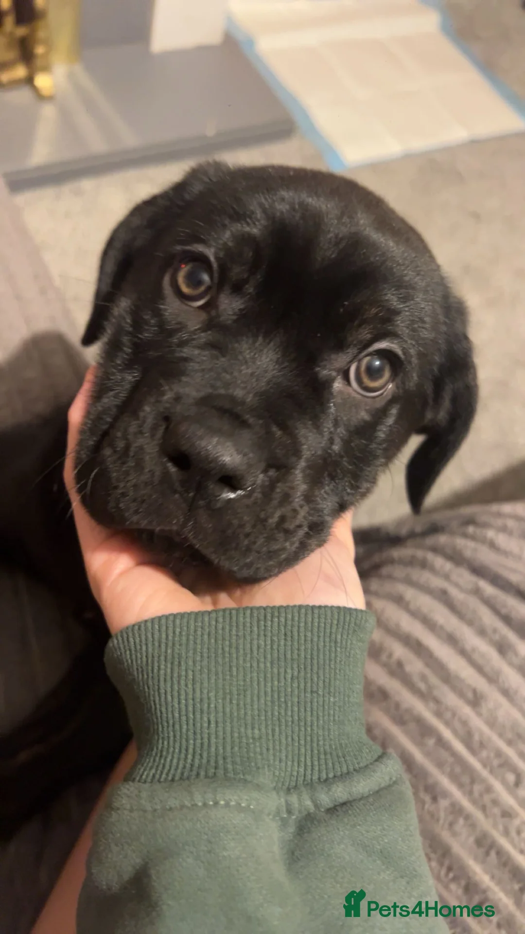 Mixed Breed dogs for sale: RottiCorso Puppy in Grimsby - Advert 10