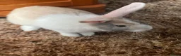 Mixed Breed rabbits for sale: Two adorable rabbits for sale - Advert 8