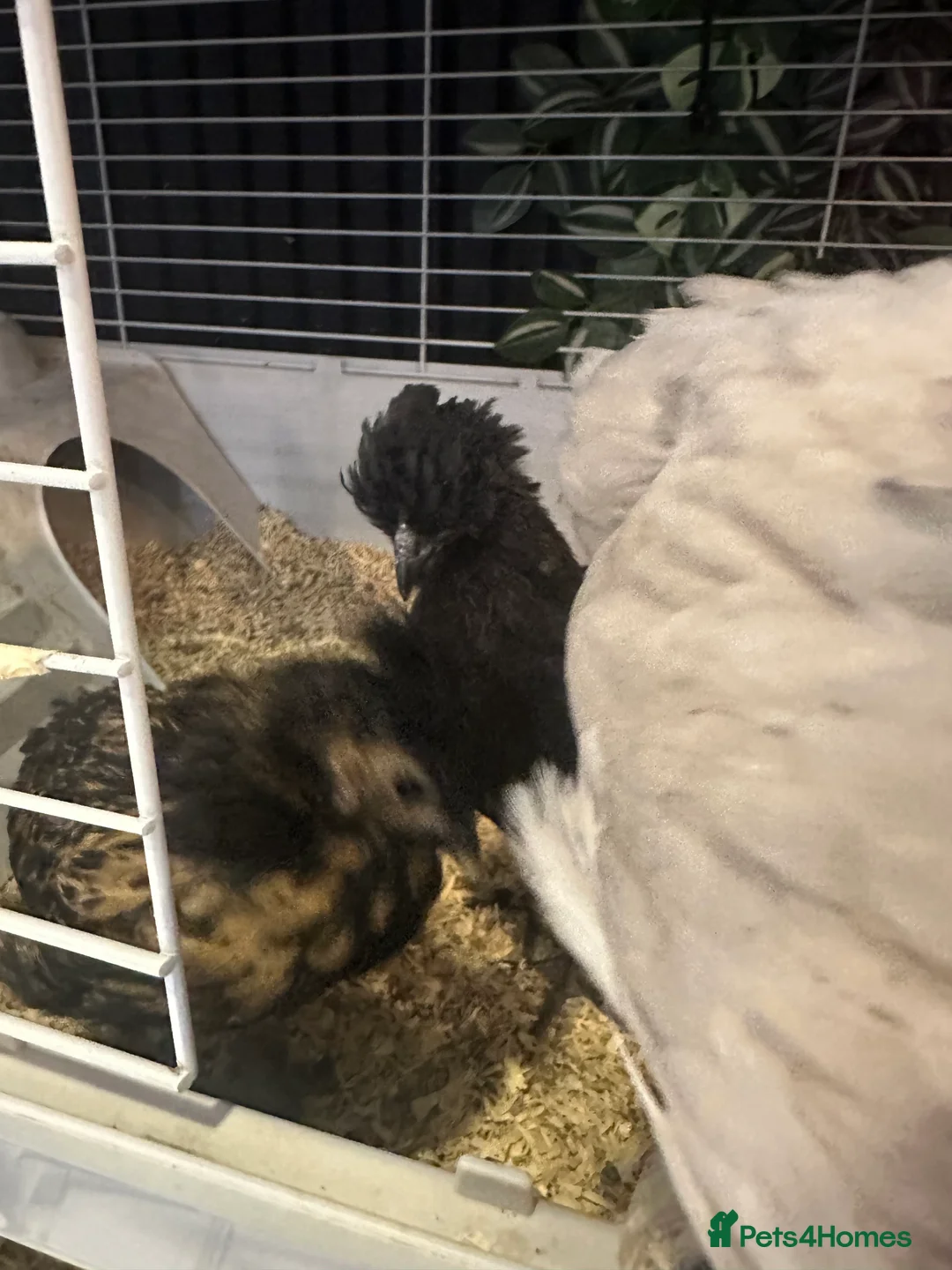 Chickens poultry for sale: ayam cemani - Advert 6