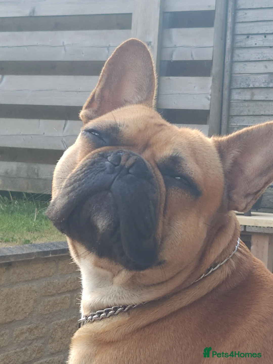 French Bulldog dogs for stud: Fine looking frenchy lad for stud! in Bideford - Advert 2
