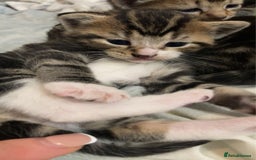 Mixed Breed cats for sale: BengalXTabby kittens LAST BOY LEFT NOW - Image 15