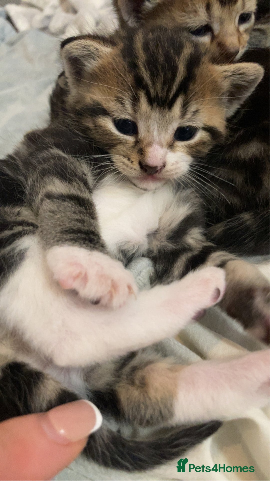 Mixed Breed cats for sale: BengalXTabby kittens LAST BOY LEFT NOW - Image 15