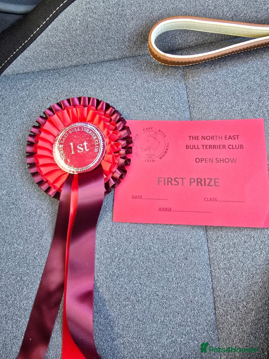 English Bull Terrier dogs for sale: 7 month old english bull terrier  - Advert 12