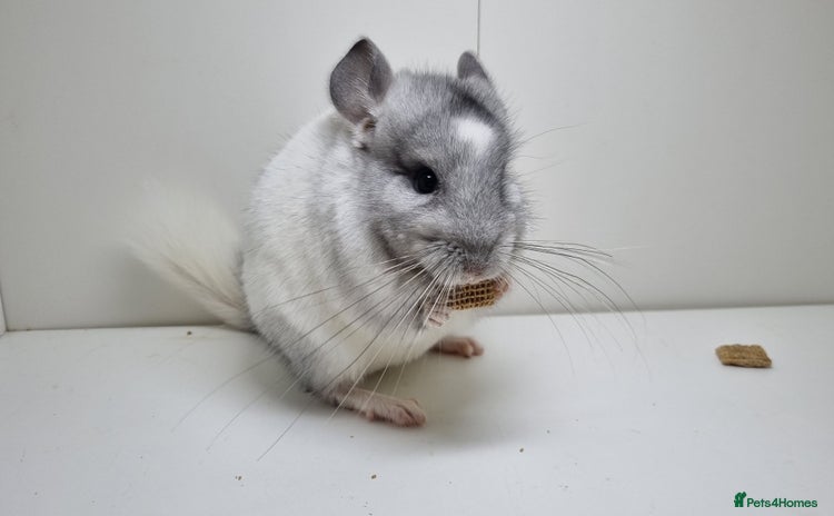 Chinchilla rodents - Advert 1