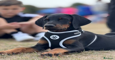 Dobermann dogs - Advert 1