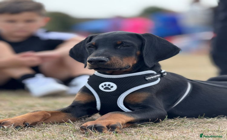 Dobermann dogs - Advert 2