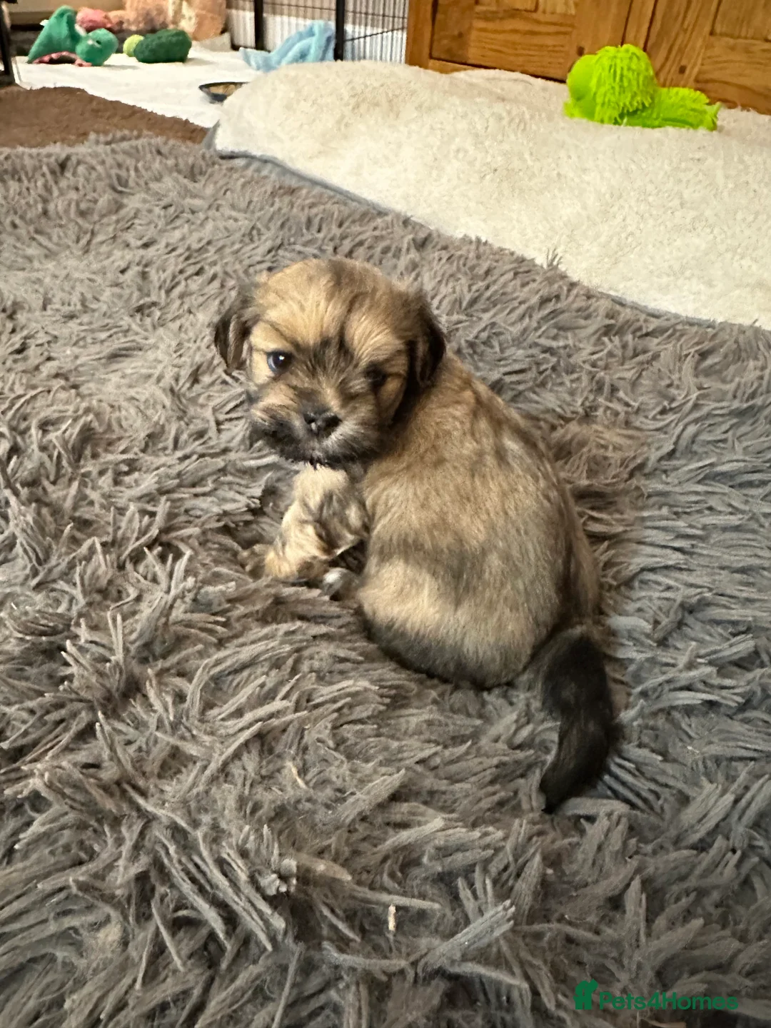 Lhasa Apso dogs for sale: Lhasa Apso pups for sale  - Advert 8
