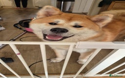 Japanese Akita Inu dogs for sale: Japanese inu  - Image 1