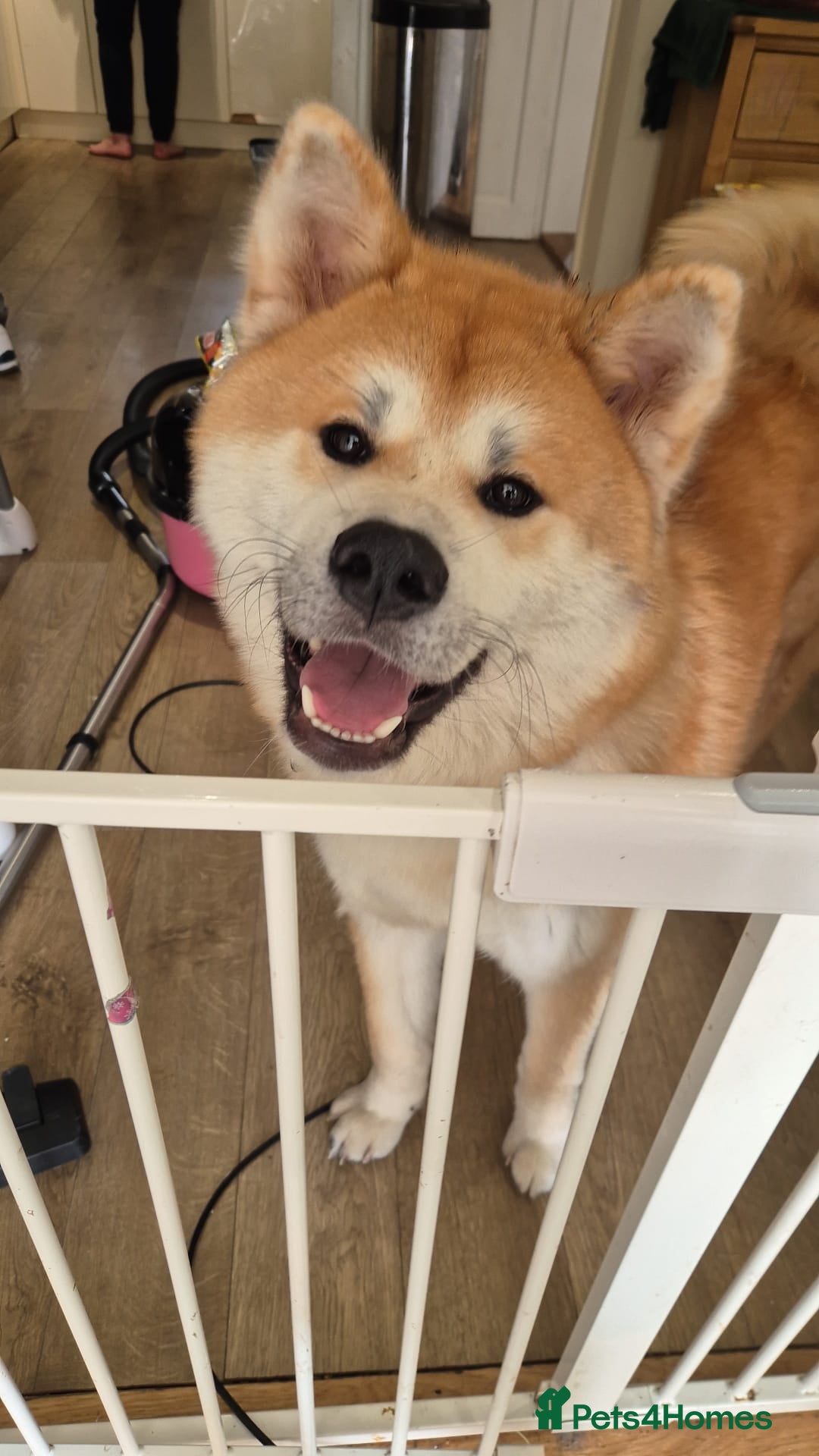 Japanese Akita Inu dogs for sale: Japanese inu  - Image 1