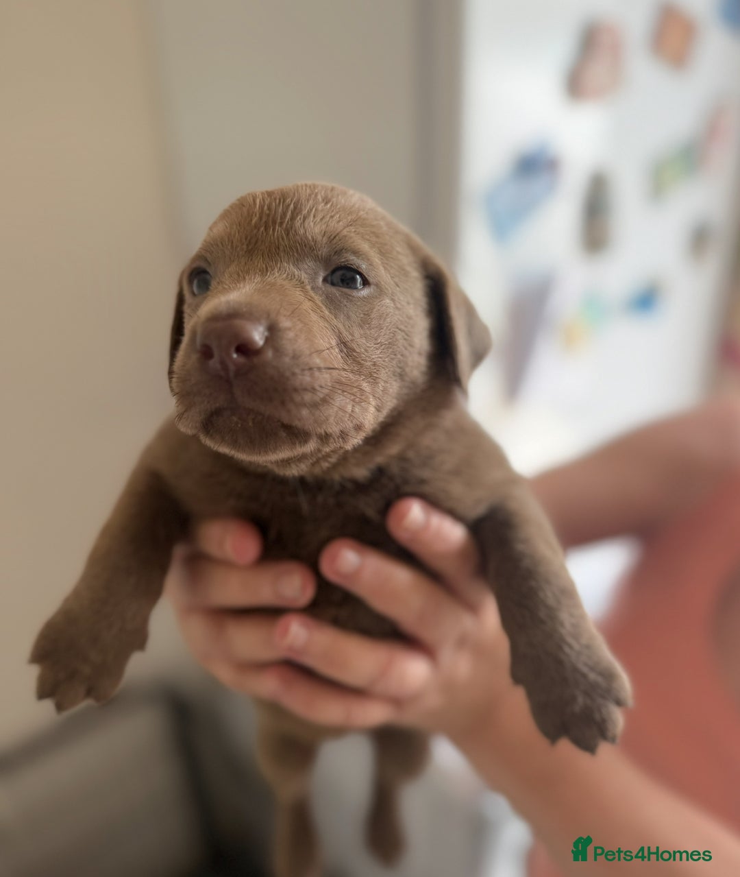 Labrador Retriever dogs for sale: Silver Labrador puppy’s  - Image 6